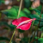 Anthurium : secrets d'entretien pour une plante fleurie toute l'année