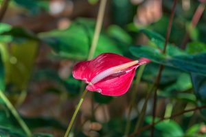 Anthurium : secrets d'entretien pour une plante fleurie toute l'année