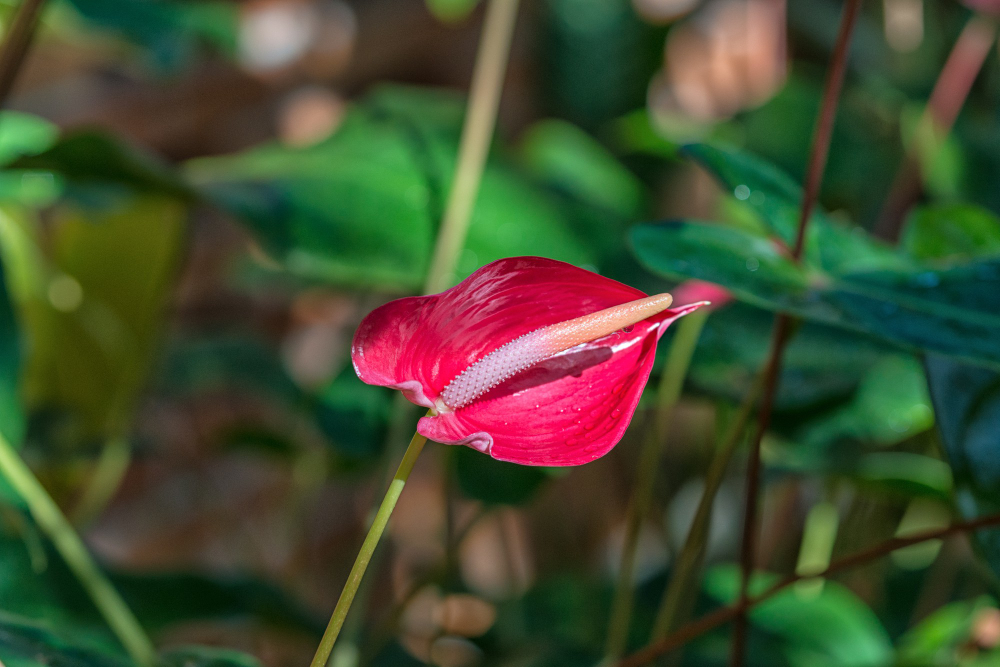 Anthurium : secrets d&rsquo;entretien pour une plante fleurie toute l&rsquo;année